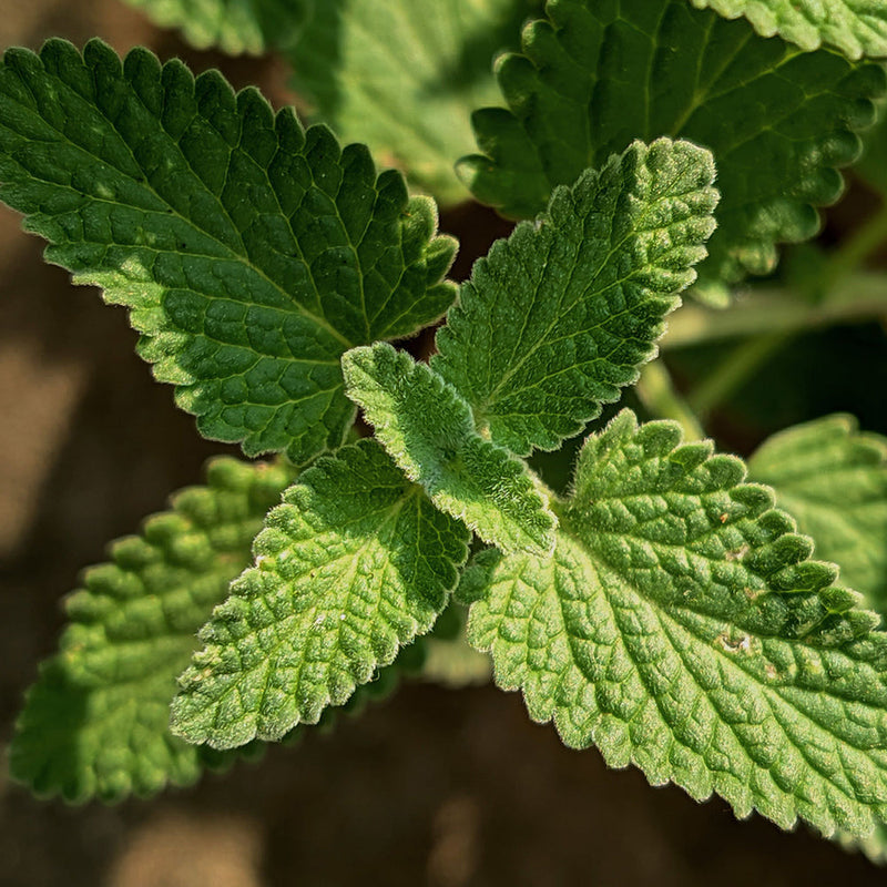 Aromatic Fragrances