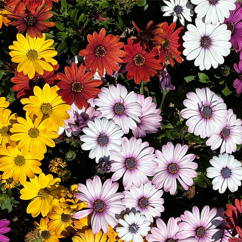 Floral Fragrances