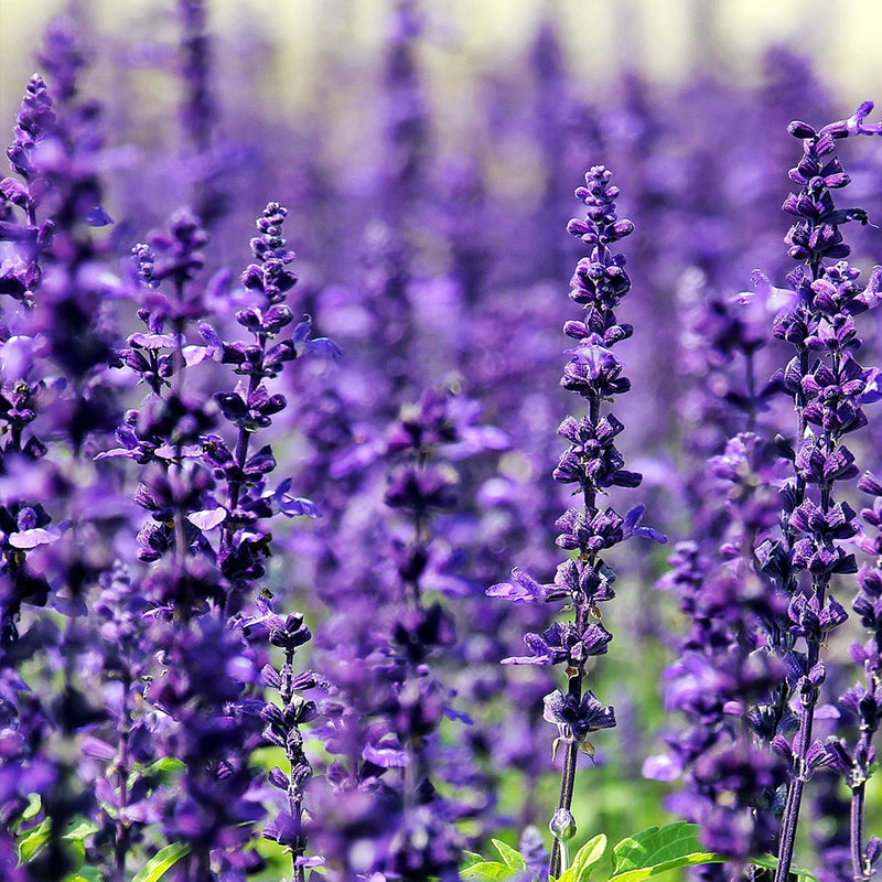 Lavender Scents