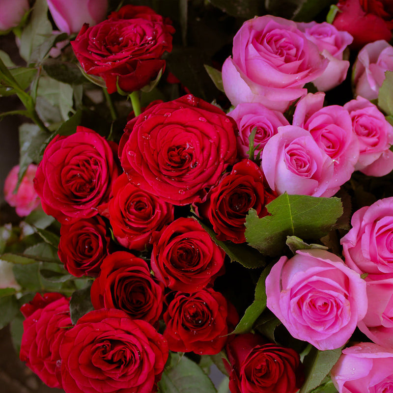 Rose Scents
