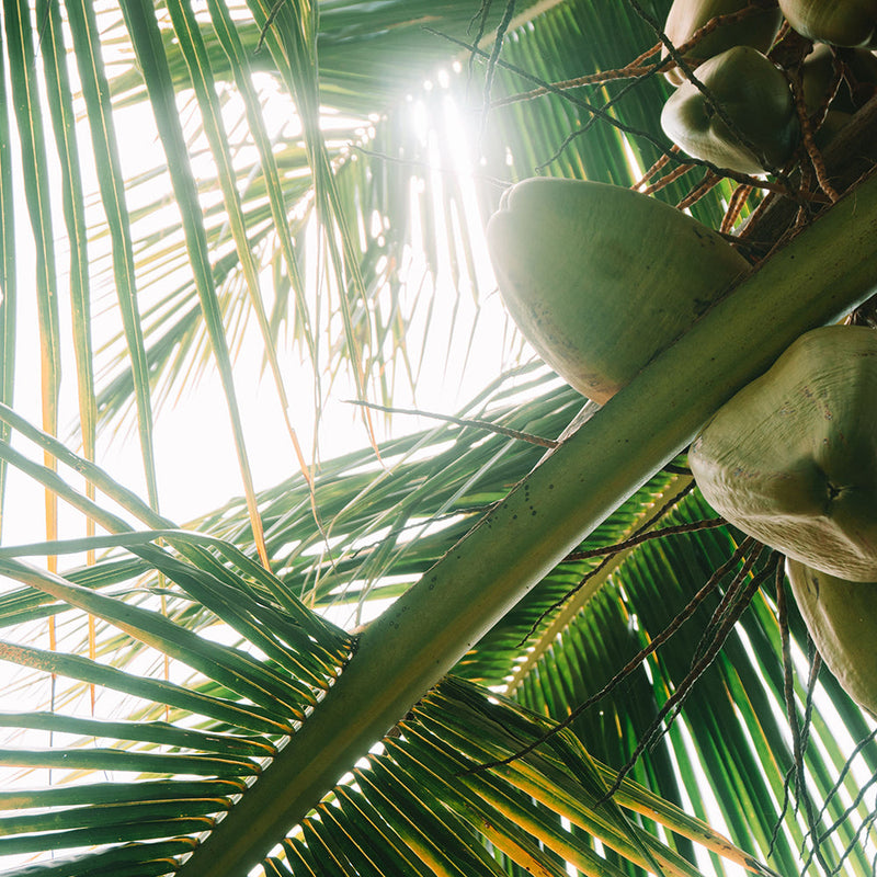 Tropical Fragrances