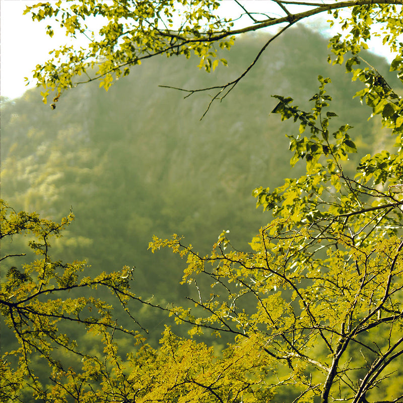 Green Fragrances