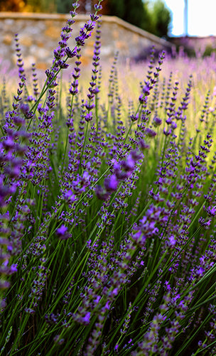 Lavender