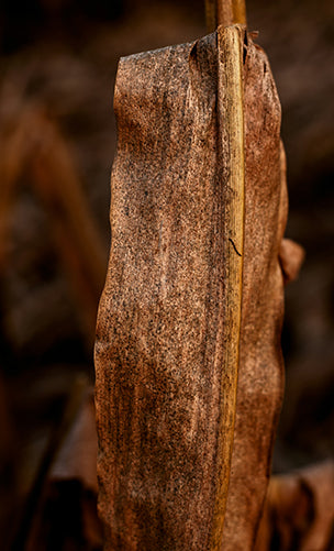 Oud