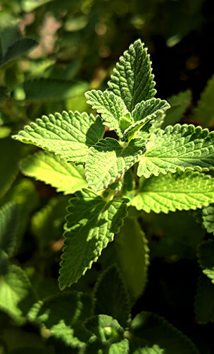 Patchouli