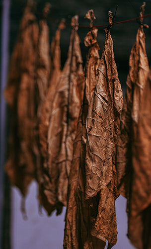 Tobacco