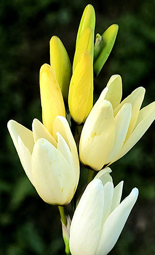 Tuberose