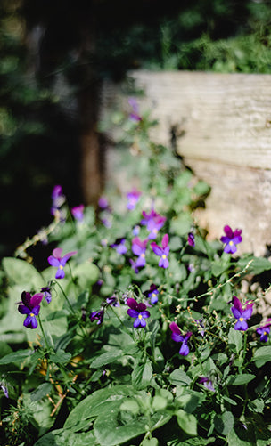 Violet