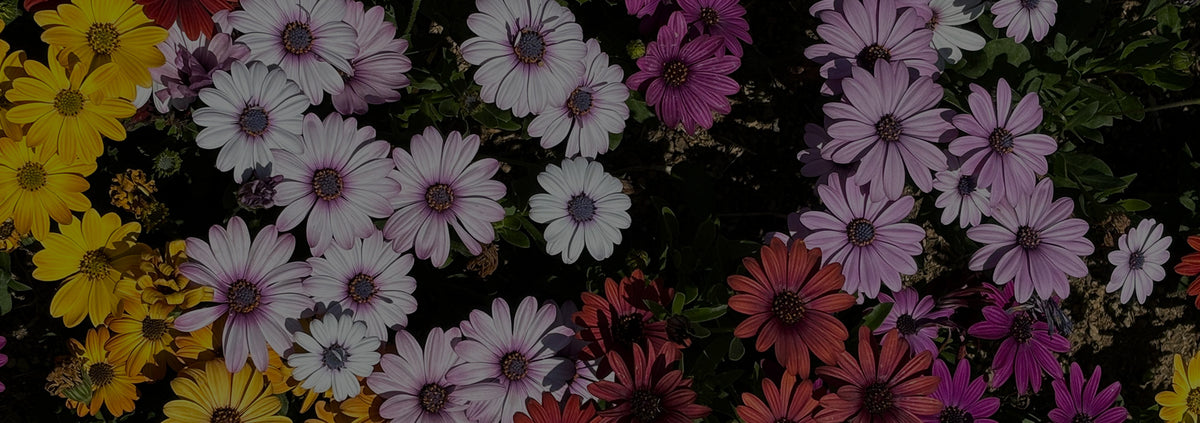 Floral Fragrances