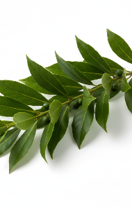 Laurel