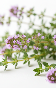 Thyme